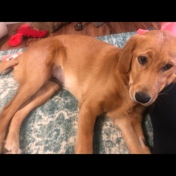 Meet your Posher, Elizabeth - Picture 1 of 1